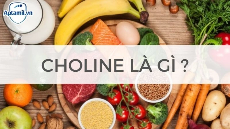 Choline Là Gì