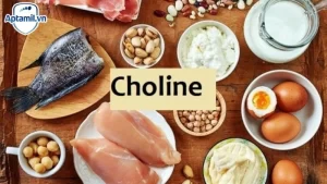 Choline Là Gì